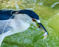 black-crowned night heron