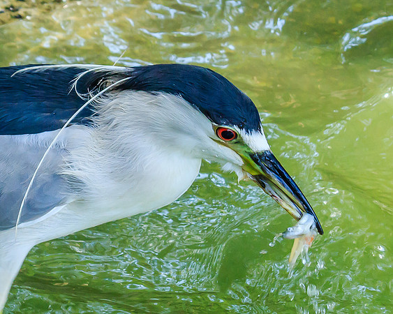 black-crowned night heron