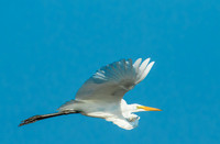great egret in flight