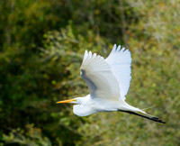 herons, egrets, bitterns