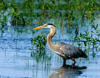 great blue heron