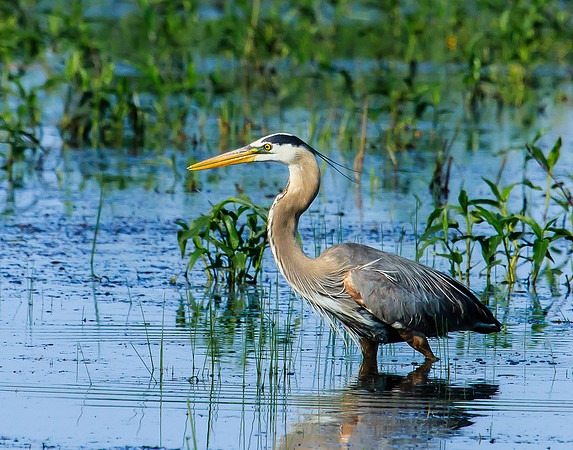 great blue heron