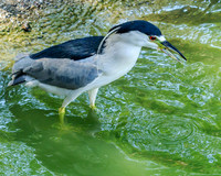 black-crowned night heron