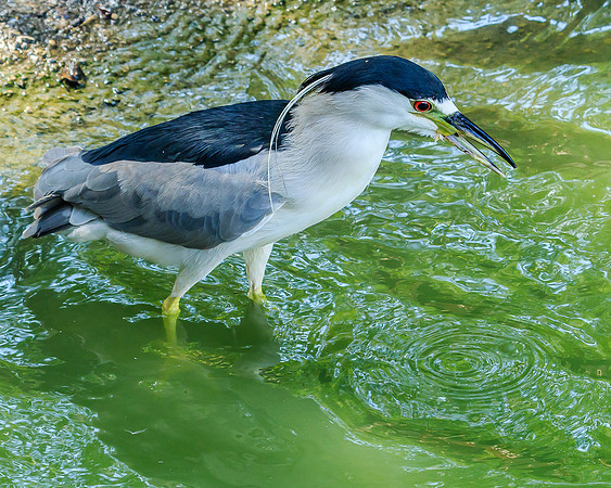 black-crowned night heron