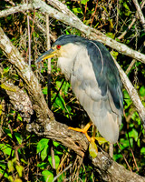 black-crowned night heron