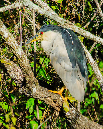 black-crowned night heron