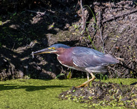 green heron