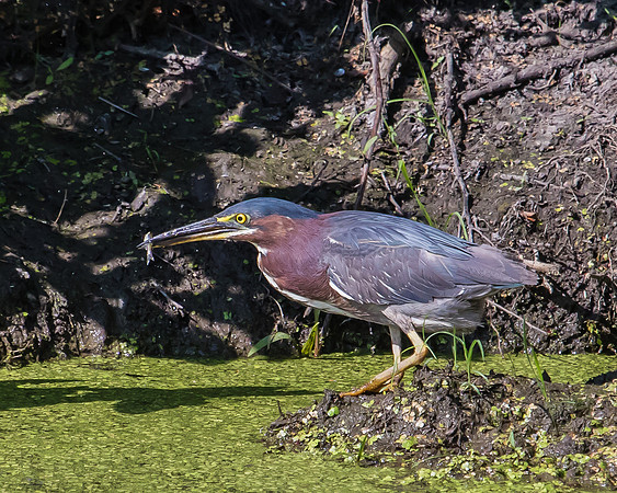 green heron