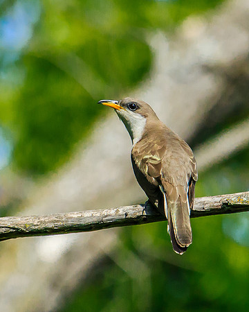 yellow-billed cuckoo
