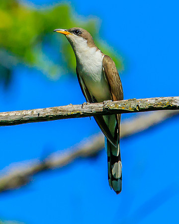 yellow-billed cuckoo