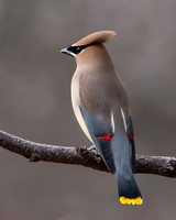 waxwings