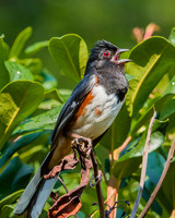 eastern towhee