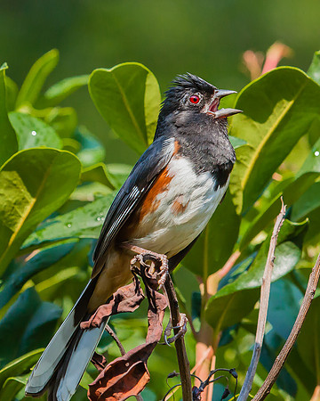 eastern towhee
