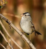 white-crowned sparrow