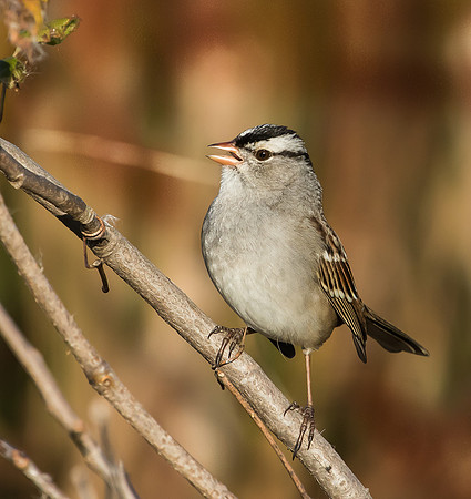 white-crowned sparrow