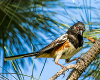 spotted towhee