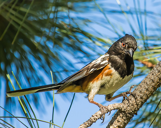 spotted towhee