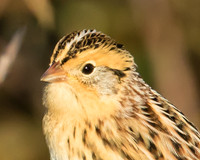 LeConte's sparrow