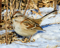 Tree sparrow
