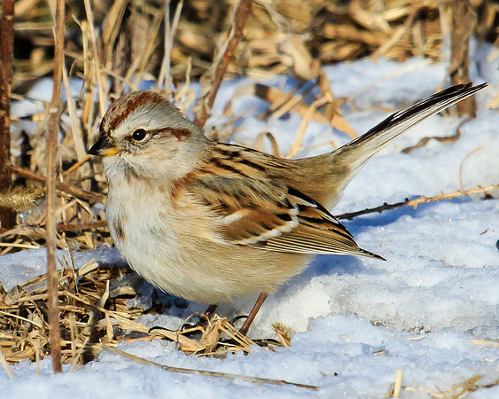 Tree sparrow