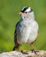 white-crowned sparrow