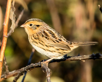 LeConte's sparrow