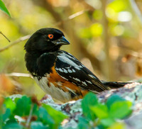 spotted towhee