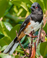 eastern towhee