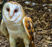 barn-owl