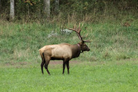 Elk, Peck Ranch Wildlife Refuge