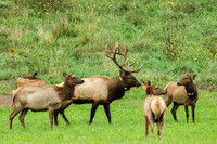 Elk, Peck Ranch Wildlife Refuge