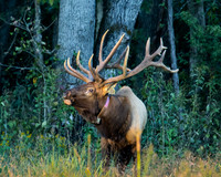 Elk, Peck Ranch Wildlife Refuge