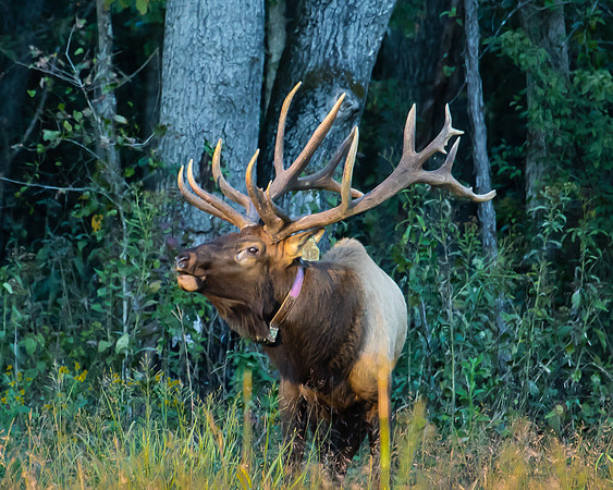Elk, Peck Ranch Wildlife Refuge