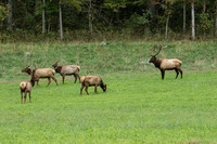 Elk, Peck Ranch Wildlife Refuge