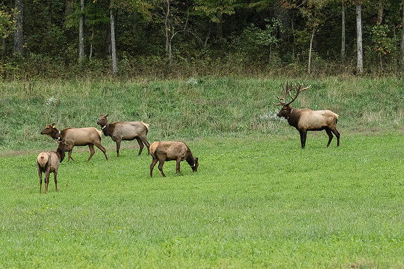 Elk, Peck Ranch Wildlife Refuge