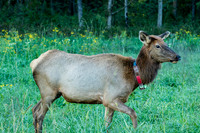 Elk, Peck Ranch Wildlife Refuge