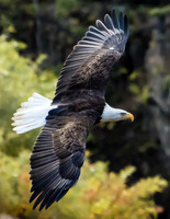 Bald eagles, Current River