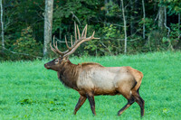 Elk, Peck Ranch Wildlife Refuge