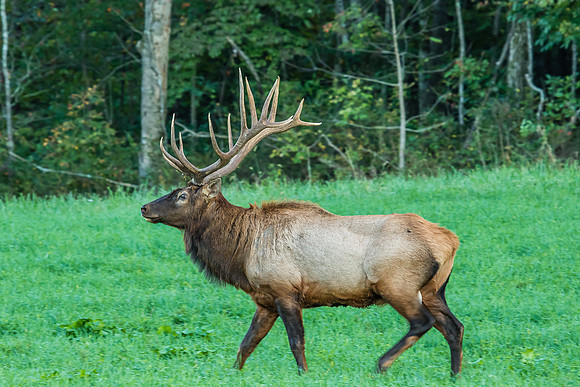 Elk, Peck Ranch Wildlife Refuge