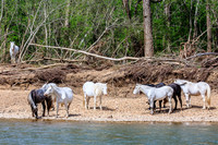 Wild horses of Shannon County