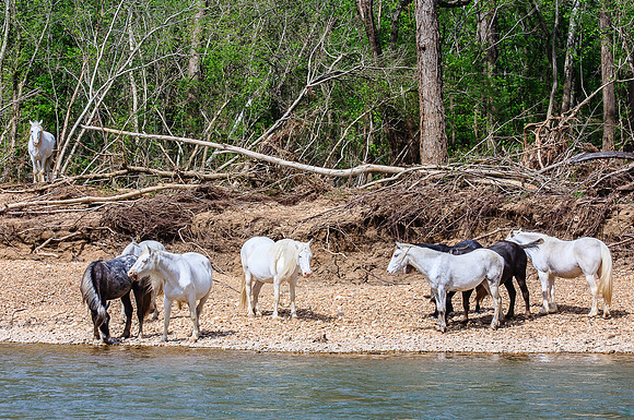 Wild horses of Shannon County