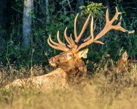 Elk, Peck Ranch Wildlife Refuge