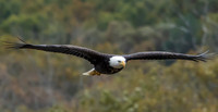 Bald eagles, Current River