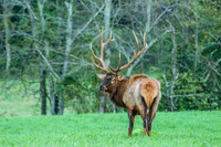 Elk, Peck Ranch Wildlife Refuge
