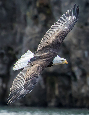 Bald eagles, Current River