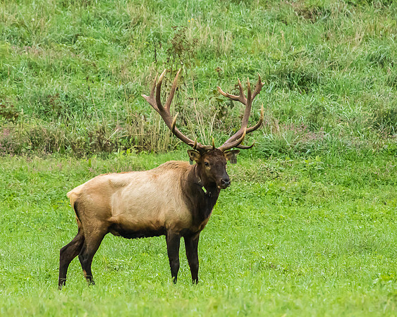 Elk, Peck Ranch Wildlife Refuge