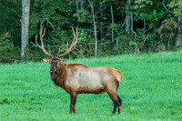 Elk, Peck Ranch Wildlife Refuge