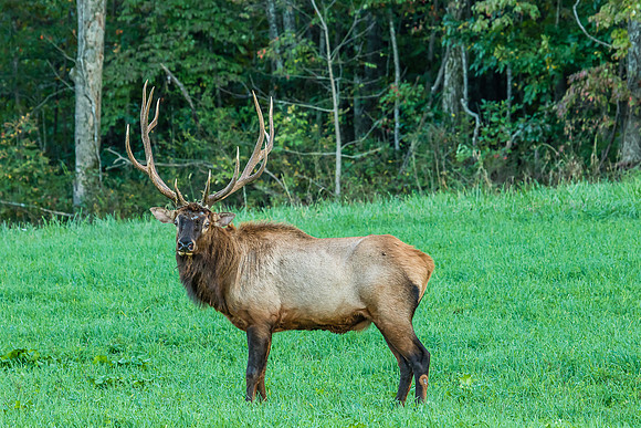 Elk, Peck Ranch Wildlife Refuge