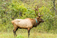 Elk, Peck Ranch Wildlife Refuge
