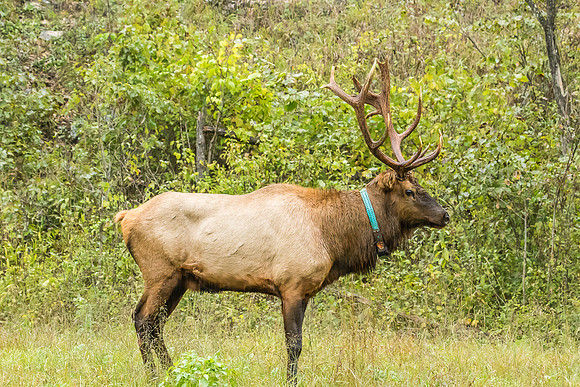 Elk, Peck Ranch Wildlife Refuge
